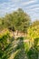 Olive trees and vineyard in late summer