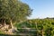 Olive trees and vineyard in late summer