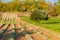 Olive trees and vineyard in late summer