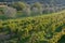 Olive trees and vineyard in late summer