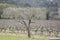 Olive Trees and Vineyard, Provence