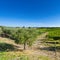 Olive Trees and Vineyards in Italy