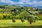 Olive trees and vineyards in a small village in Tuscany