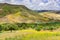 Olive Trees and Wildflowers