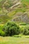 Olive Trees and Wildflowers