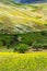 Olive Trees and Wildflowers