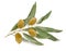 Olive twig isolated