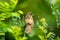 Olive-winged bulbul bird perching on a tree branch against a blurred background