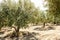 Olive yard in Greece