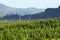 Oliver Area Vineyard in British Columbia`s South Okanagan