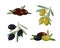 Olives assortment, green, black and brown on branch with leaves, vector illustration in flat style on white background