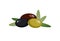 Olives assortment, green, black and brown with leaves, vector illustration in flat style on white background