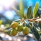 olives ,bee and butterfly sitting on fruits, mandarin,olives,apples flowering branch with drops of morning dew water