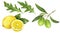 Olives branch lemon arugula watercolor isolated on white background