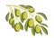 Olives branch. Vector color illustration islated on white