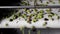 Olives on conveyor belt at olive oil mill in Attica, Greece