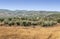 Olives fields