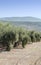 Olives fields in vertical