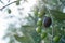Olives Growing on Tree