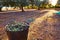 Olives harvest picking in farmer basket