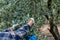 Olives harvesting in a field in Chalkidiki