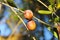 Olives of Manaki variety on olive tree branch