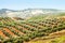 Olives plant among hills