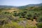 Olives plantation in the mountains of Crete, Greece