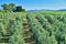 Olives plantation and vineyards near Montalcino, Tuscany, Italy