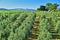 Olives plantation and vineyards near Montalcino, Tuscany, Italy