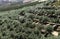 Olives plantations on the green slopes