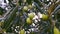 Olives ripening in the olive tree in the sun in a Mediterranean garden in Spain 2