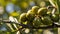 olives season branch harvest organic mediterranean rural farming