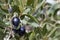 Olives in Tree - black