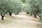 Olives tree field in Greece, Halkidiki, Mediterranean landscape