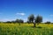 Olives tree in yellow field