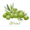 Olives vector isolated