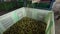 Olives washed by machine for after being processed into olive oil in Sardinia Italy