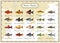 Ð¡ollection of bright fish from the family Puntius Barbus