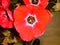 Olomouc, Czech - 04 26 2019: Top view on corn poppy blossom shining with blazing red color at Flora Exposition