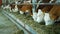 OLOMOUC, CZECH REPUBLIC, JUNE 11, 2019: Cows on organic bio farm farming, feed hay grass silage pets feeding, dairy cows