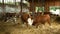 OLOMOUC, CZECH REPUBLIC, JUNE 11, 2019: Cows on organic farm farming, feed hay grass silage pets, dairy cows, dairy