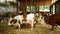 OLOMOUC, CZECH REPUBLIC, JUNE 11, 2019: Cows on organic farm farming, feed hay grass silage pets, dairy cows, dairy