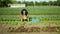 OLOMOUC, CZECH REPUBLIC, MAY 20, 2022: Harvesting farmer lettuce bio oakleaf green Lactuca sativa worker harvest ecology