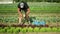 OLOMOUC, CZECH REPUBLIC, MAY 20, 2022: Harvesting farmer lettuce curly red Lollo Rossa farm bio Lactuca sativa worker