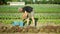 OLOMOUC, CZECH REPUBLIC, MAY 20, 2022: Harvesting farmer lettuce red butterhead farm bio Lactuca sativa worker harvest