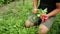 OLOMOUC, CZECH REPUBLIC, MAY 20, 2022: Harvesting farmer radish bio worker harvest hand puts pluck in box picked freshly