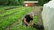 OLOMOUC, CZECH REPUBLIC, MAY 20, 2022: Radish bio harvest farmer worker harvesting hand puts pluck in box picked freshly