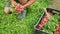 OLOMOUC, CZECH REPUBLIC, MAY 20, 2022: Radish harvest farmer bio worker harvesting hand puts pluck in box picked freshly