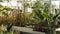 OLOMOUC, CZECH REPUBLIC, NOVEMBER 28, 2018: Tropical greenhouse and a collection of rare endangered and legally